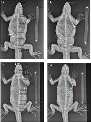 Field-Based Radiographic Imaging of Marine Megafauna: Marine Iguanas (Amblyrhynchus cristatus) as a Case Study